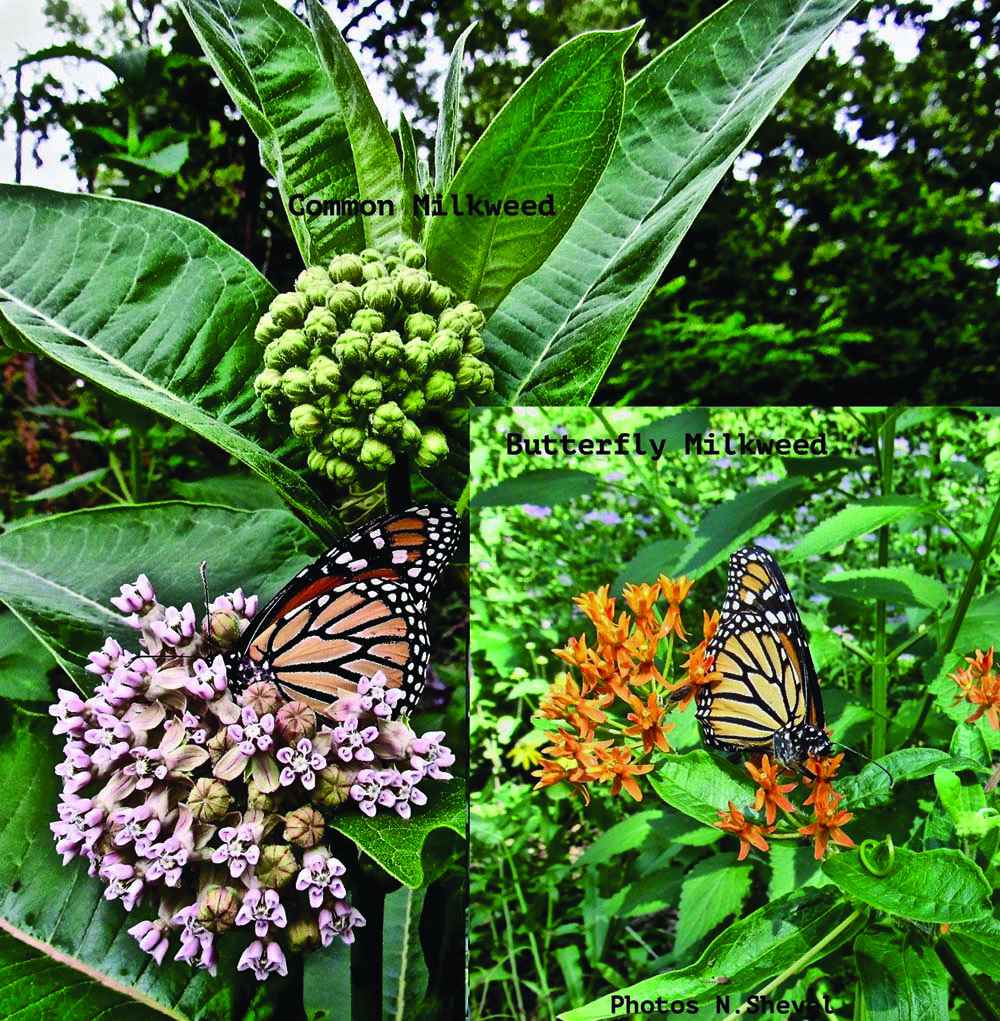 make-your-garden-a-butterfly-habitat-the-woodstock-independent